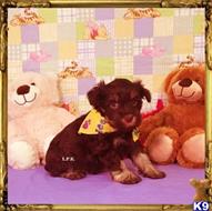 miniature schnauzer puppy posted by Rhonda Wallace